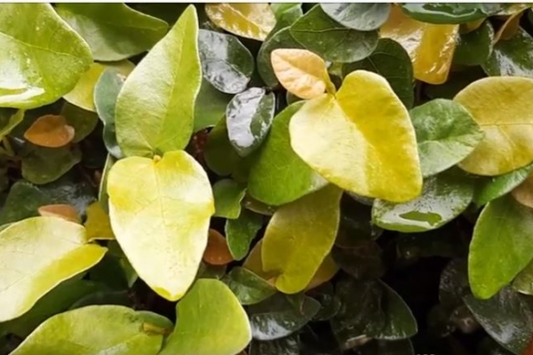 History, Heritage,Culture, Food, Travel, Lifestyle, Sports